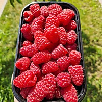 Малина свежая 200г.