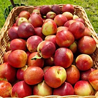 НЕКТАРИН Узбекистан 500г.